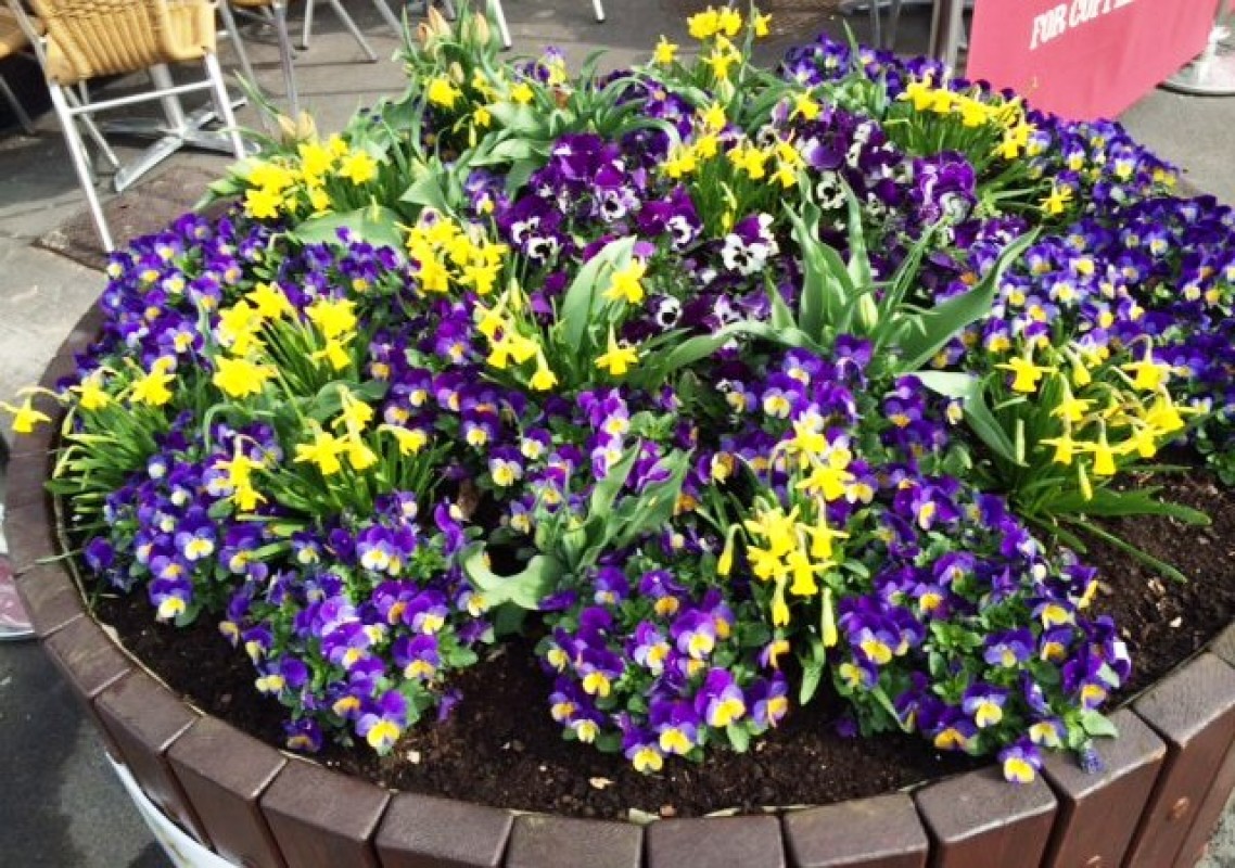 New Image for LCP’S RELATIONSHIP WITH MAGHULL IN BLOOM BLOSSOMS